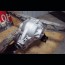 HammerHead Complete Differential Assembly (Rear-End)